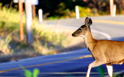 Deer Season Driving Checklist