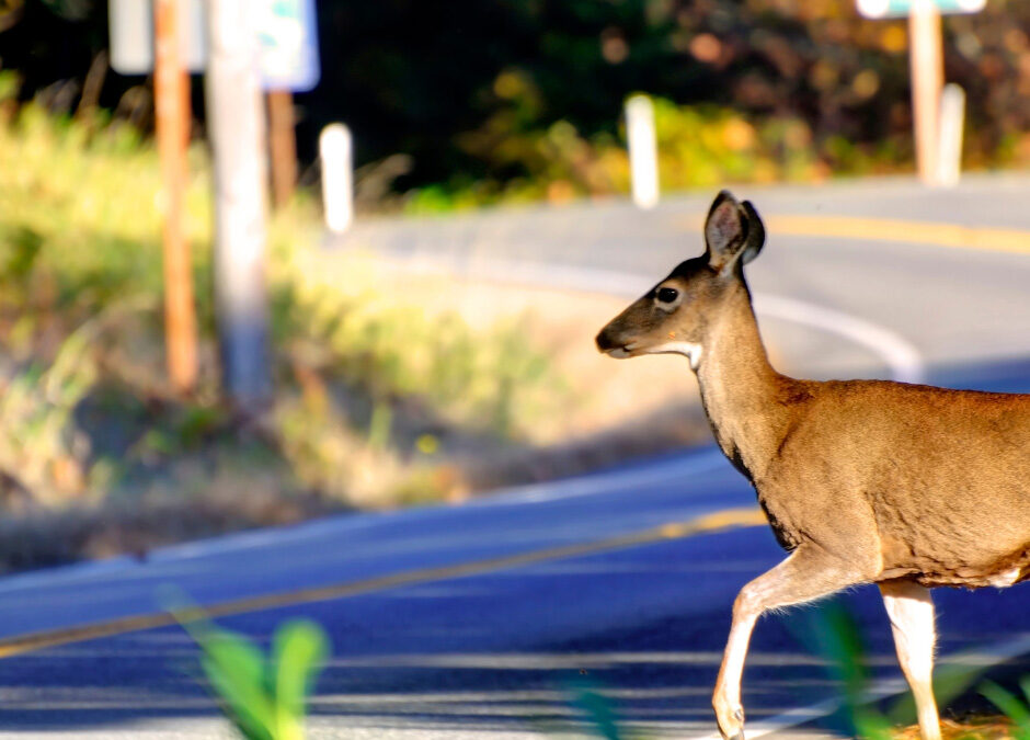 Deer Season Driving Checklist