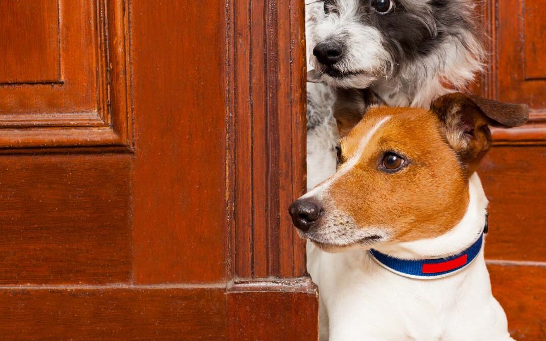 Your Pet, Their Property: Does Your Insurance Cover the Chaos?